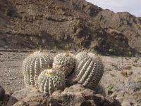 Copiapoa cinerea albispina PV 1954_02.jpg